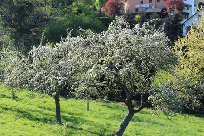 Flowers growing on field