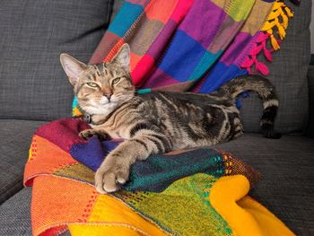 Cat sleeping on sofa