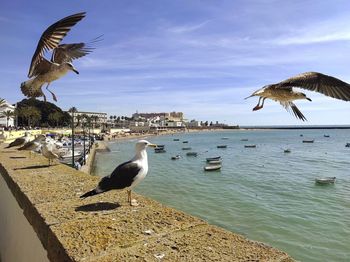 Seagulls flying over sea against sky