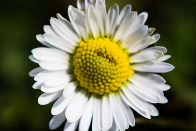 Close-up of white daisy blooming outdoors