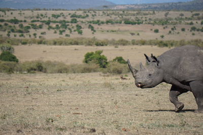Side view of rhino on field