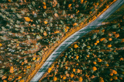 Aerial view of a road and fall colored trees in levi fell, kittilä, finland