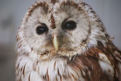 Close-up portrait of owl