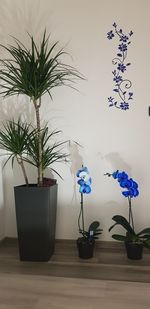 Potted plant on table against wall at home