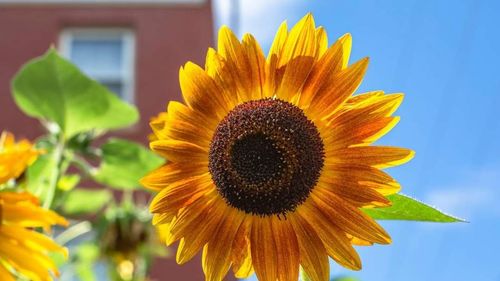 Close-up of sunflower