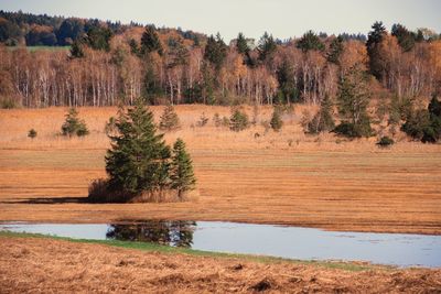 Trees on field by lake against sky