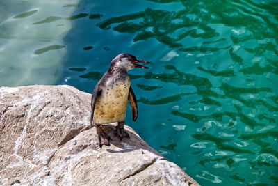 High angle view of bird perching on rock