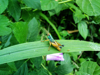 Close-up of insect on leaf