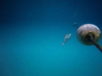 Fish swimming in sea