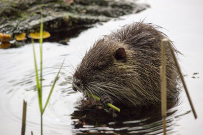 High angle view of coypu eating plant stem in water