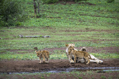 Lioness looking at cubs playing on land