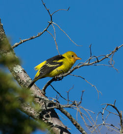 A western tanager, usually seen only west of the rockies,  visited green-wood cemetery, brooklyn, ny