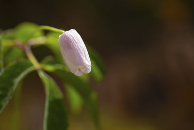 Close-up of white flowering plant