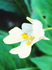 Close-up of white flowers