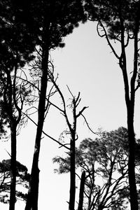 Low angle view of bare trees against clear sky