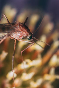 Close-up of insect