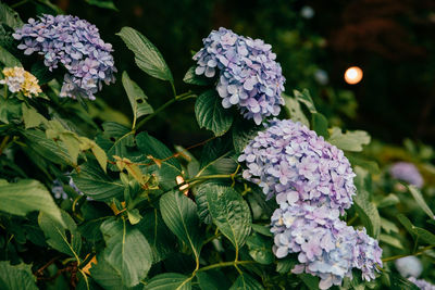 Close-up of purple flowering plant