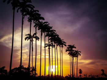 Silhouette palm trees against sky during sunset