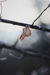 Close-up of frozen plant during winter