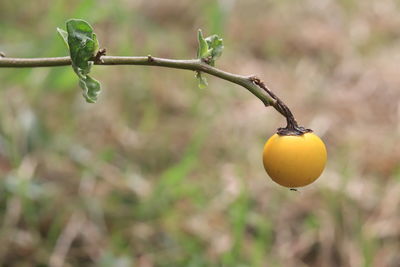 Close-up of lemon growing on tree