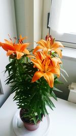 Close-up of flowers in vase