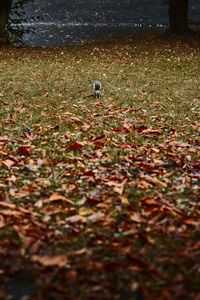 View of bird on dry leaves on field