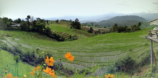 High angle view of crop in field