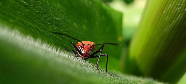 Close-up of insect on plant