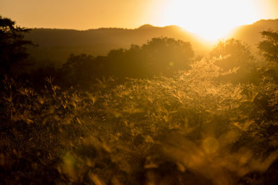 Scenic view of field against sky at sunset