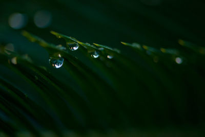 Close-up of water drops on leaves