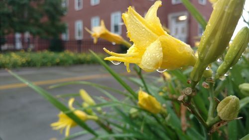 Close-up of yellow flower