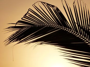 Low angle view of palm tree against clear sky