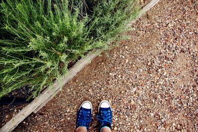Low section of person standing by plants on footpath