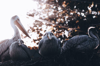 View of birds perching on land