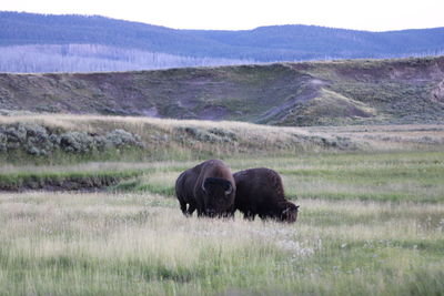 bison