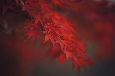 Close-up of red maple leaves