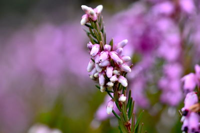 Close-up of pink flowering plant