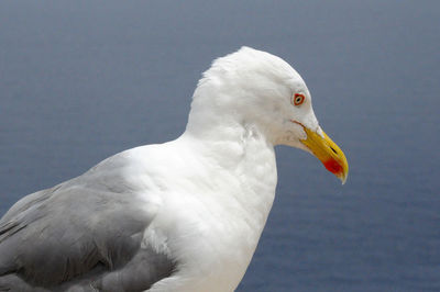 Close-up of seagull