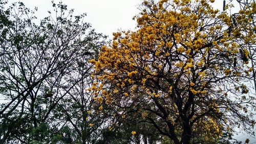 Low angle view of trees