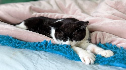 Close-up of cat sleeping on bed at home