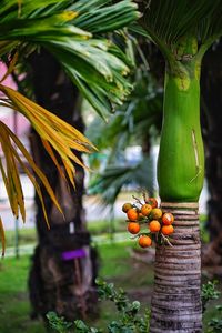 Close-up of fruits on tree