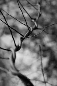 Close-up of branches against blurred background