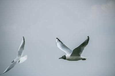 Low angle view of seagulls flying in sky