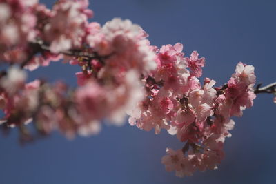 Cherry blossoms