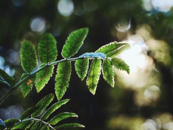 Close-up of fresh green leaves