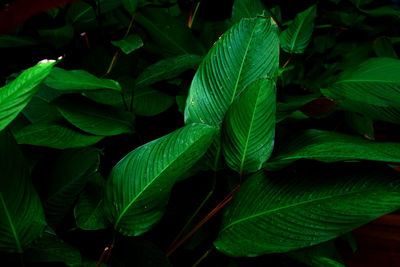 Light and shadow green leaves background