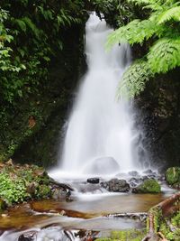 Scenic view of waterfall in forest