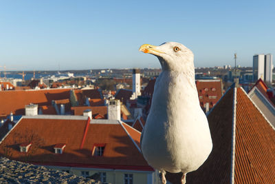 Close-up of seagull against buildings in city