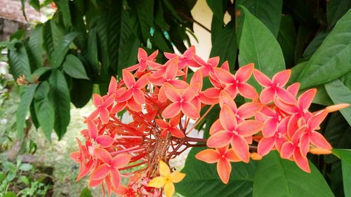 Close-up of pink flowers