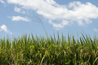 Close-up of wheat growing on field against sky